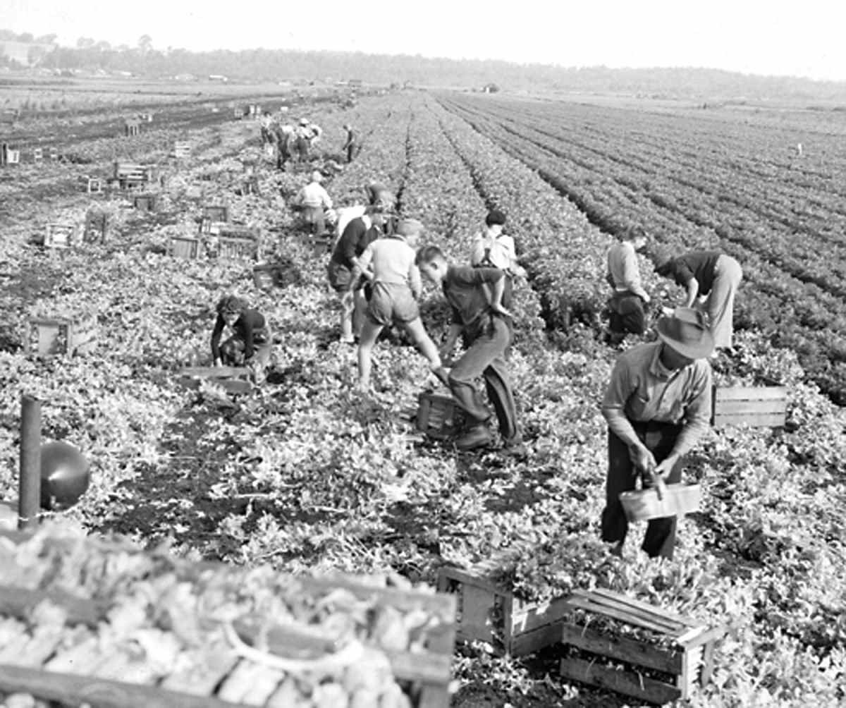 Women and men harvesting celery in a field.