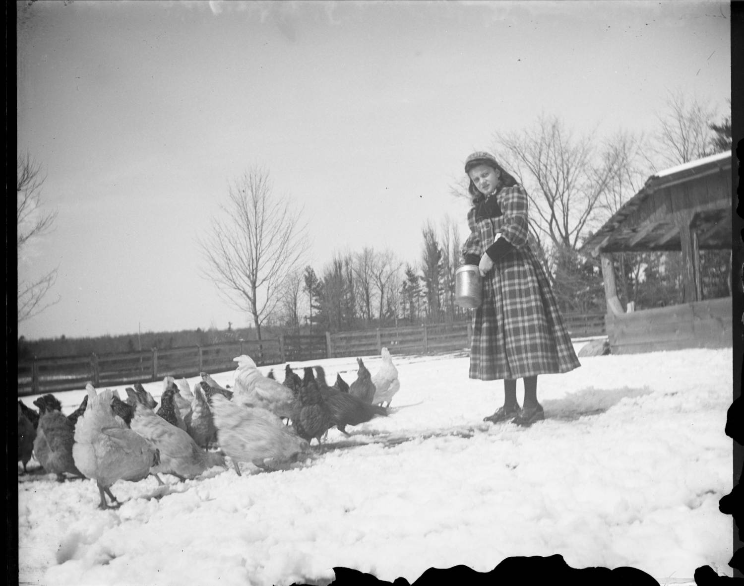 Rose Patteson feeding chickens in the winter time at the Patteson farm and estate in Eastwood, Ontario.