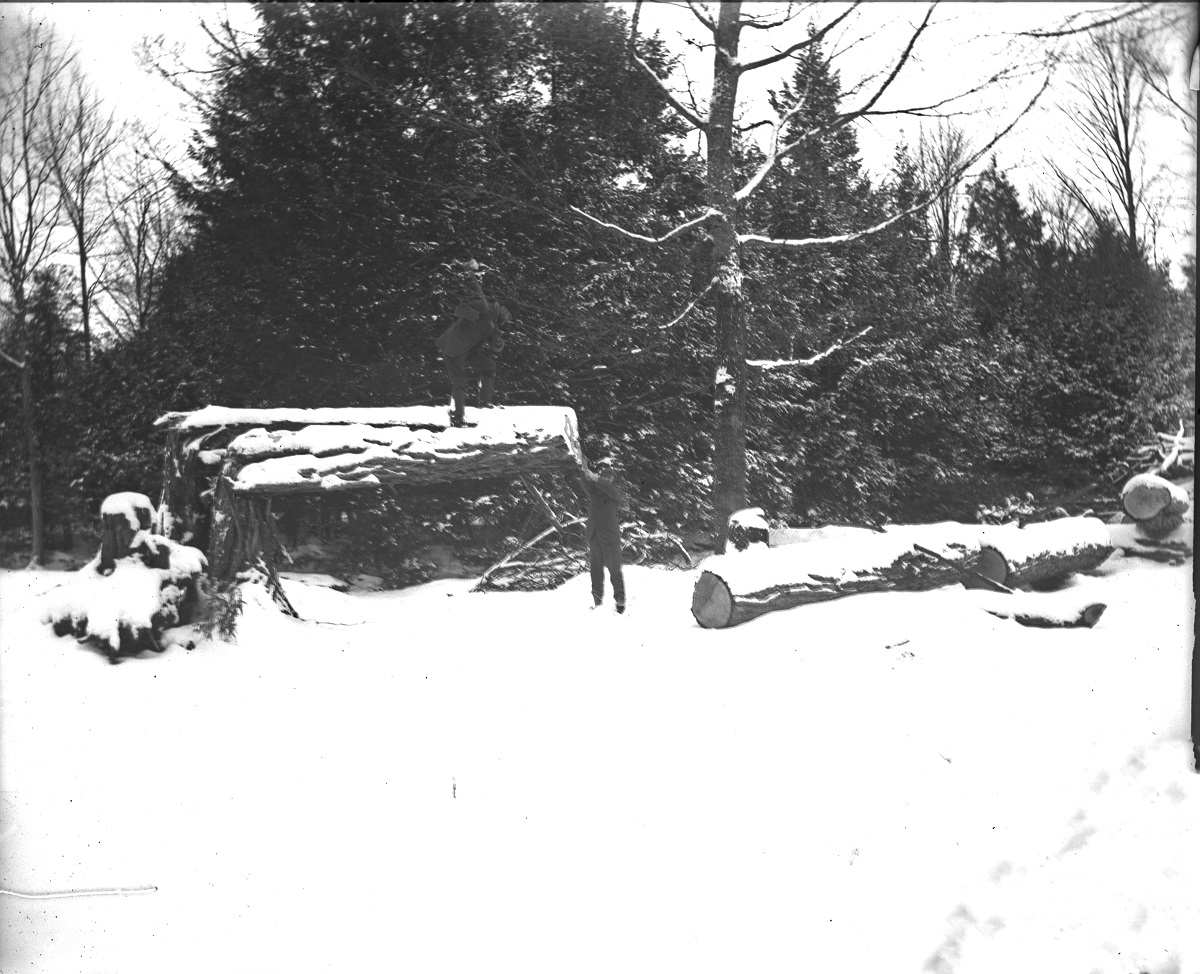 Dr. Pike and Thomas Patteson cutting a tree on the Patteson property in Eastwood. One of the men is standing on top of the cut tree with an axe. The ground is covered in snow.