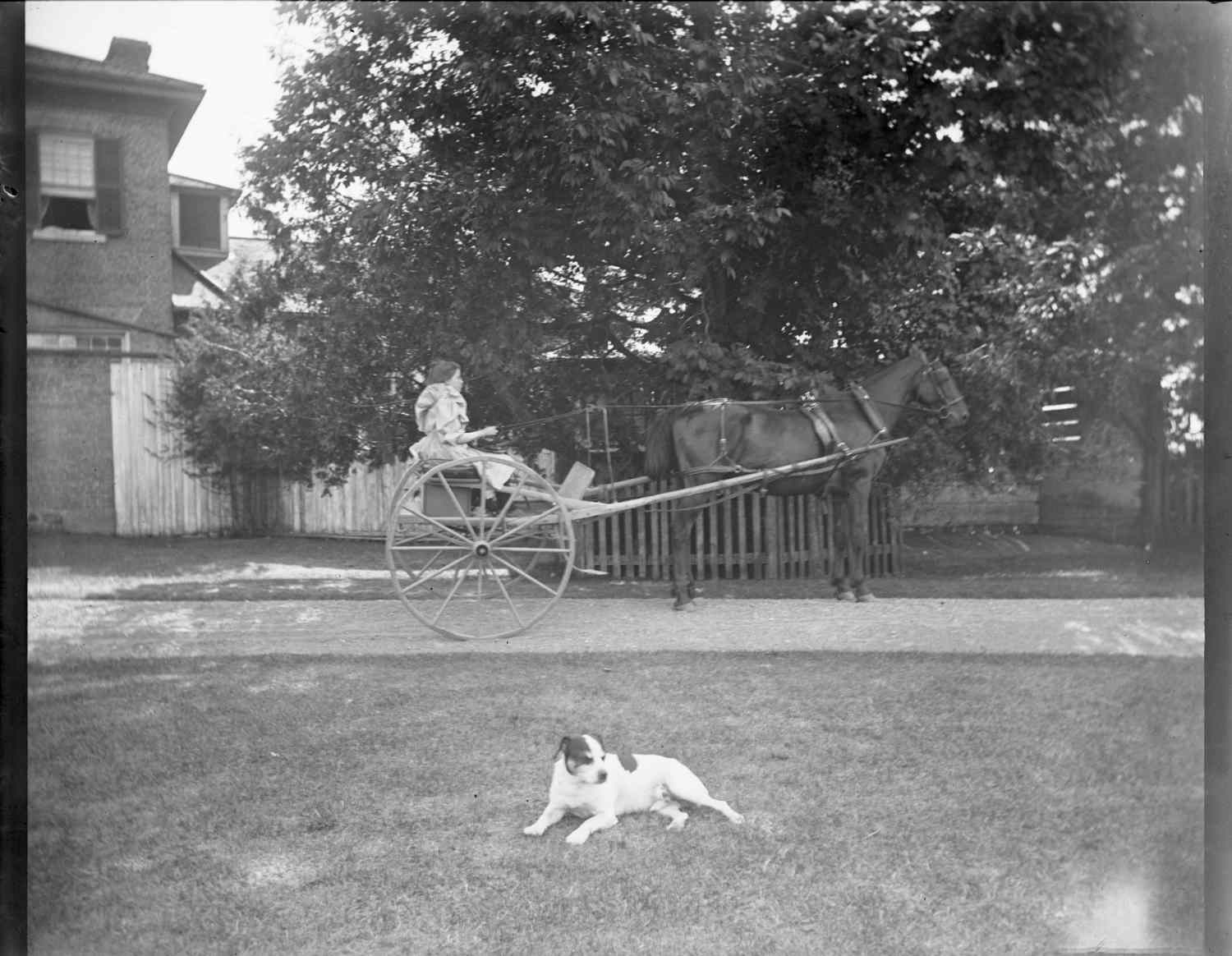 A girl riding in a horse-drawn cart. The girl is wearing a dress with large puffy shoulders. She is holding the reins attached to the horse. A dog with patches is laying in the grass in the foreground of the photo. The photo was taken on the Patteson property in Eastwood, Ontario.