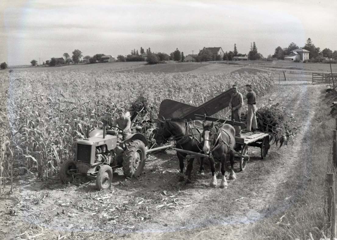 A team of horses (two) pulling equipment for corn harvesting in a corn field. Two men are riding on the back of the cart. A man is driving a tractor alongside the horses.