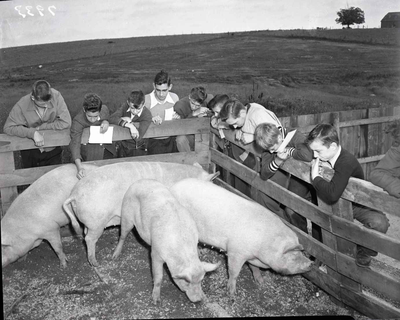 Group of children are surrounding a pig sty. The children are leaning against the pig sty fence, looking down at the pigs. The children are holding papers in their hands. There are four large pigs in the sty.