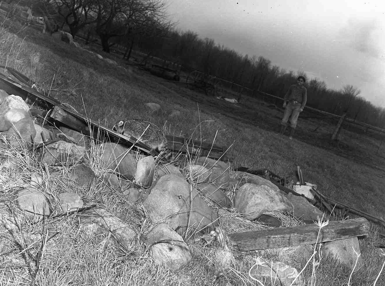 A young man watching a raccoon from a distance. The raccoon is on a pile of rubble.