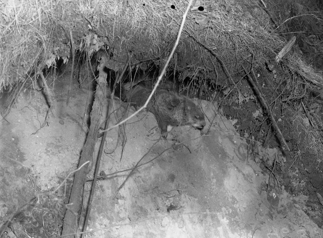 A photo of a groundhog emerging from a burrow hole, taken for the Woodstock Sentinel-Review newspaper. 