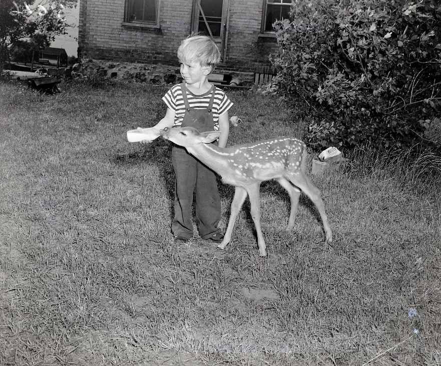 Young boy wearing striped shirt under overalls, standing on front lawn of house. He is feeding a fawn with a bottle.