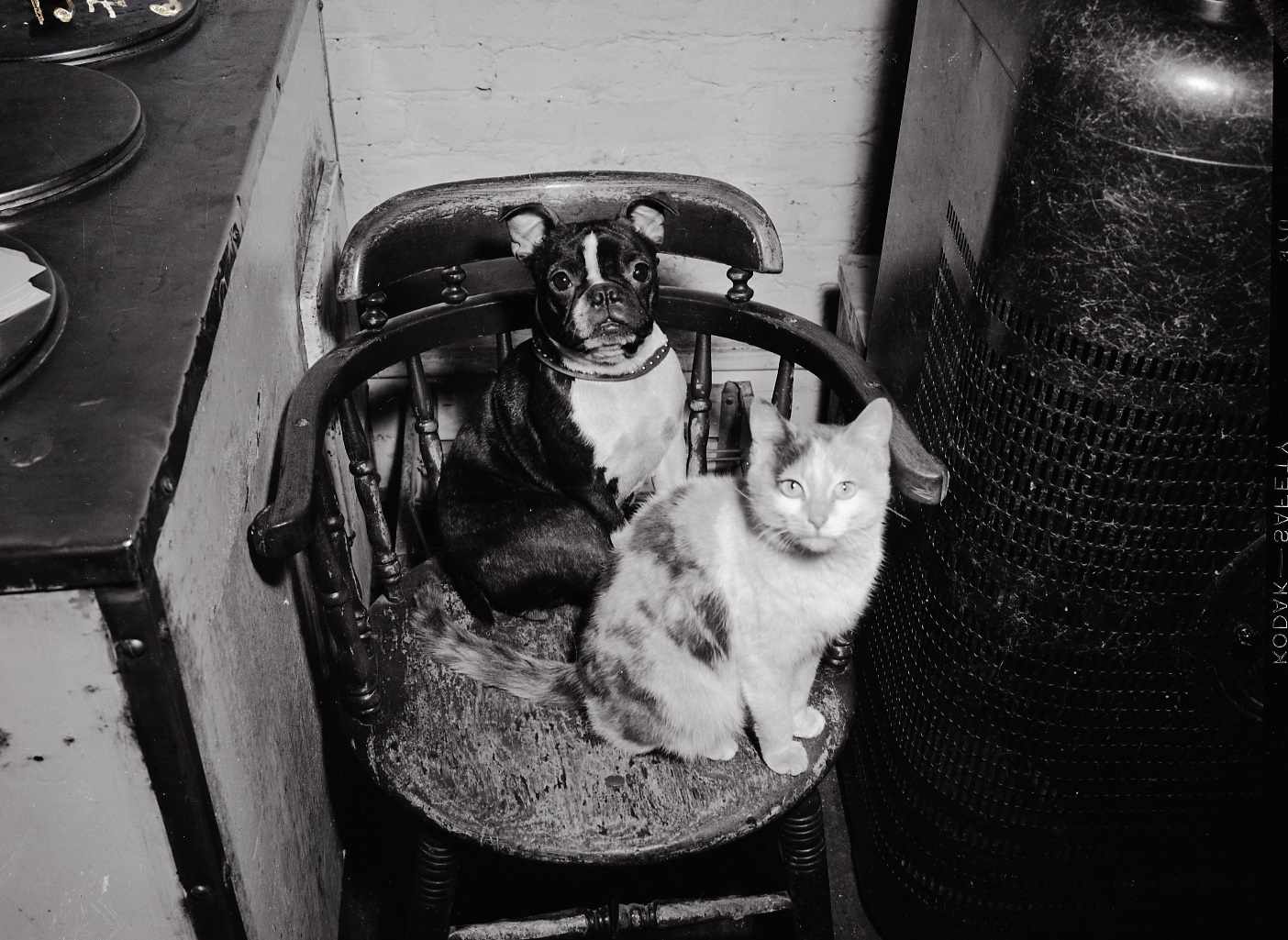 A small dog and a calico cat are sitting in a wooden chair together.