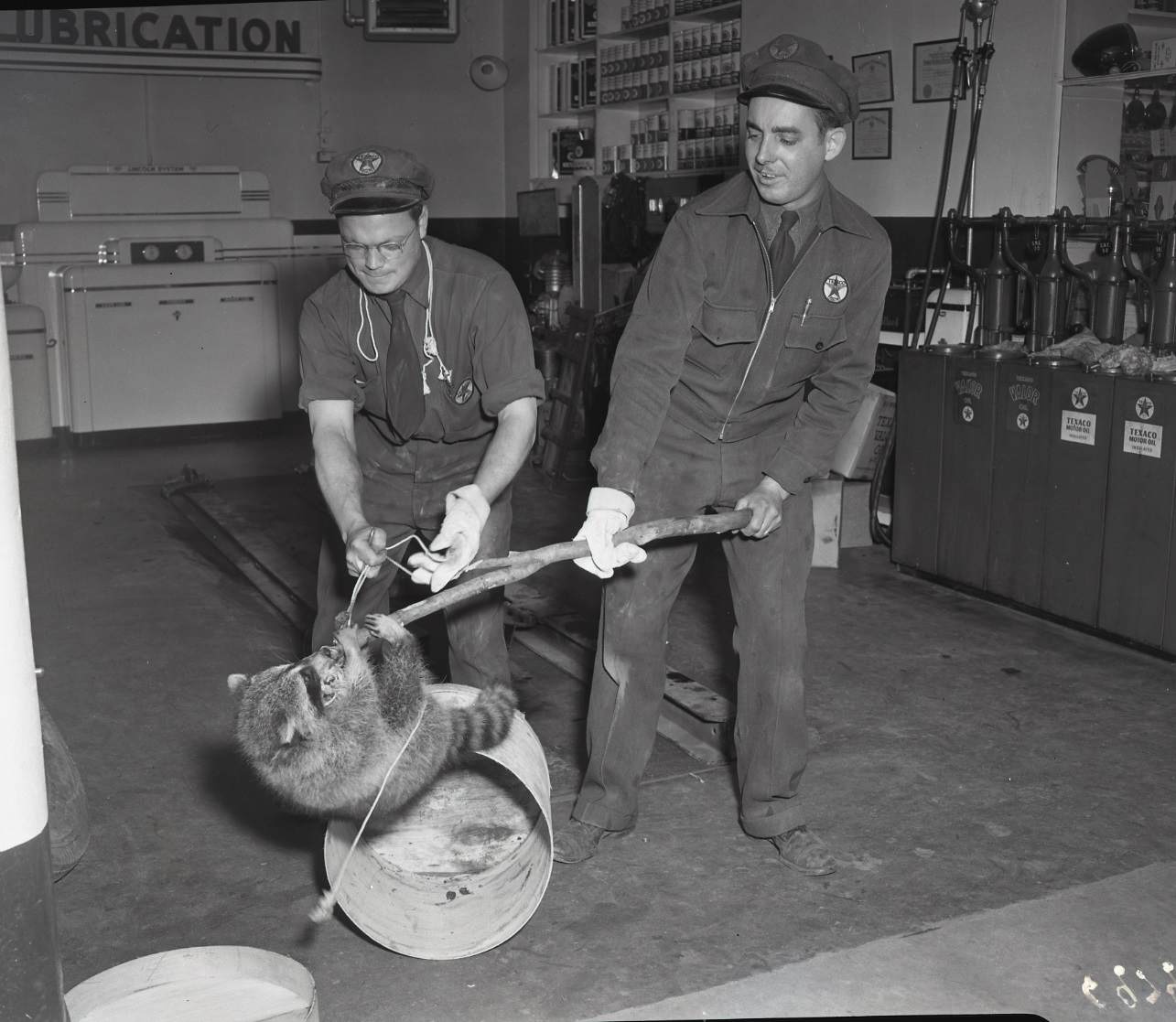 Two men wearing Texaco uniforms are standing in a Texaco garage attempting to remove a raccoon from the premises. The men each have one glove on one hand and are holding the raccoon from a distance with a large stick. The raccoon is hanging off of the end of the stick, holding the stick with its paws.