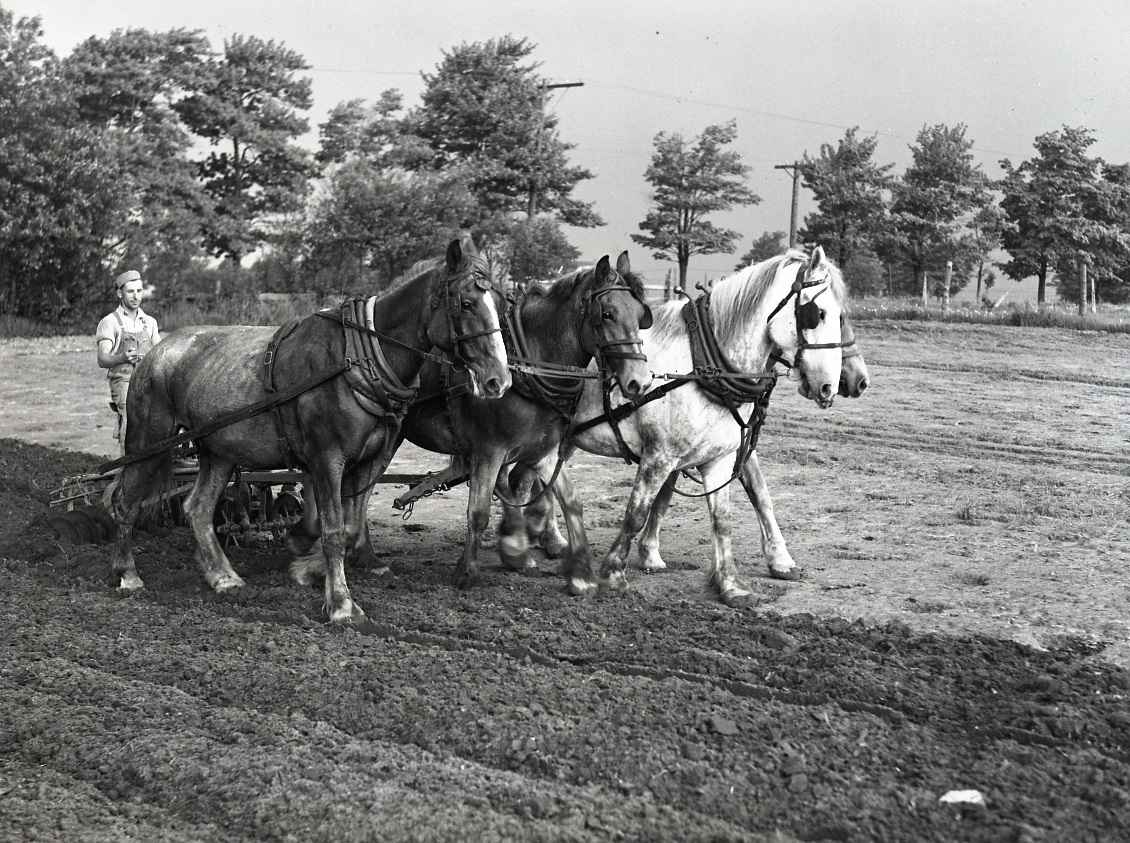 Man driving a horse-drawn plough. Four large draft horses are pulling the plough through soil in a field.