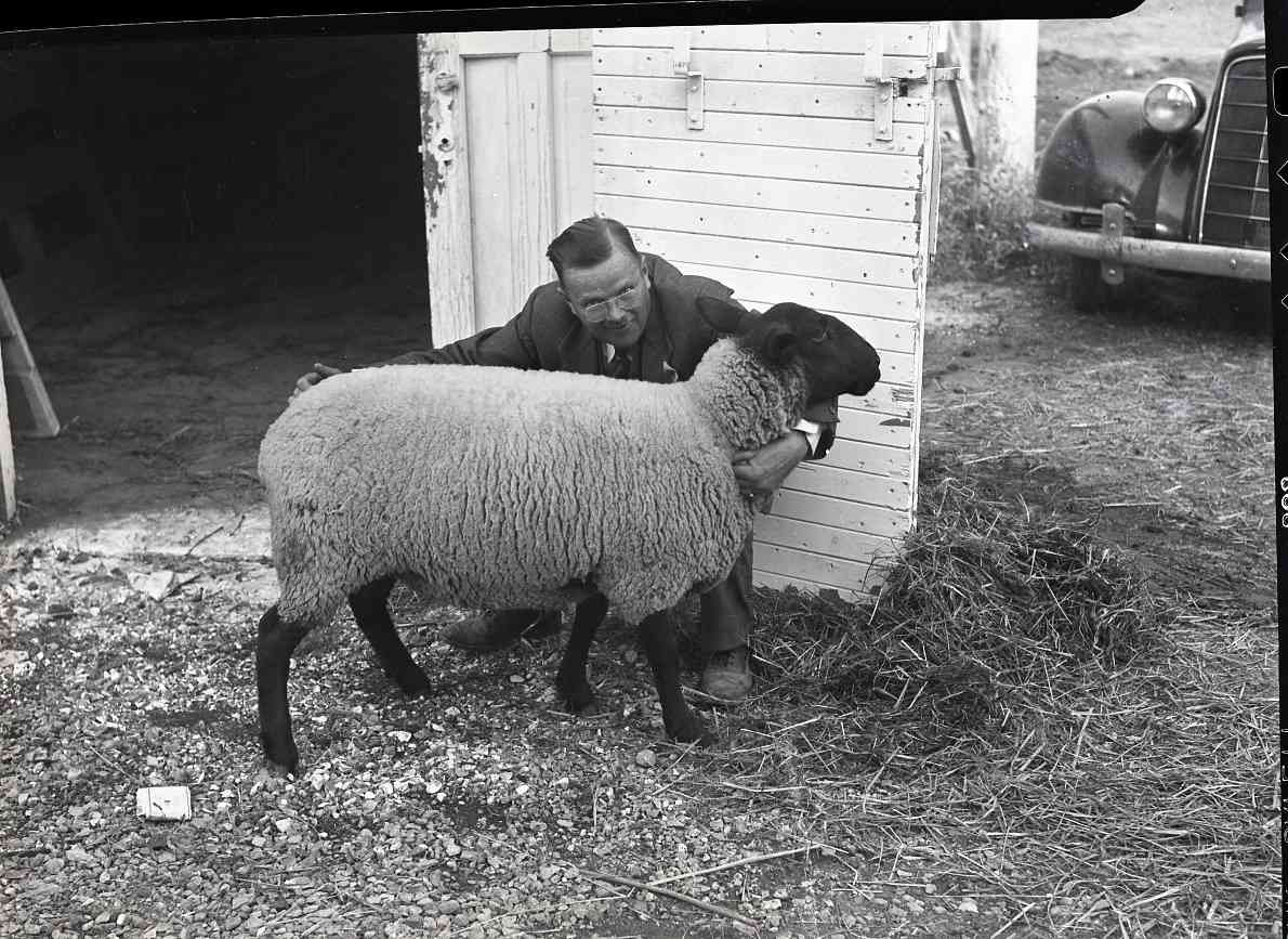 A man crouched beside a sheep in a farmyard. The man is holding out his arms around the sheep, using his arms to measure the length of the sheep. The sheep has light coloured wool and a black head and legs. The man is wearing a suit and eyeglasses.