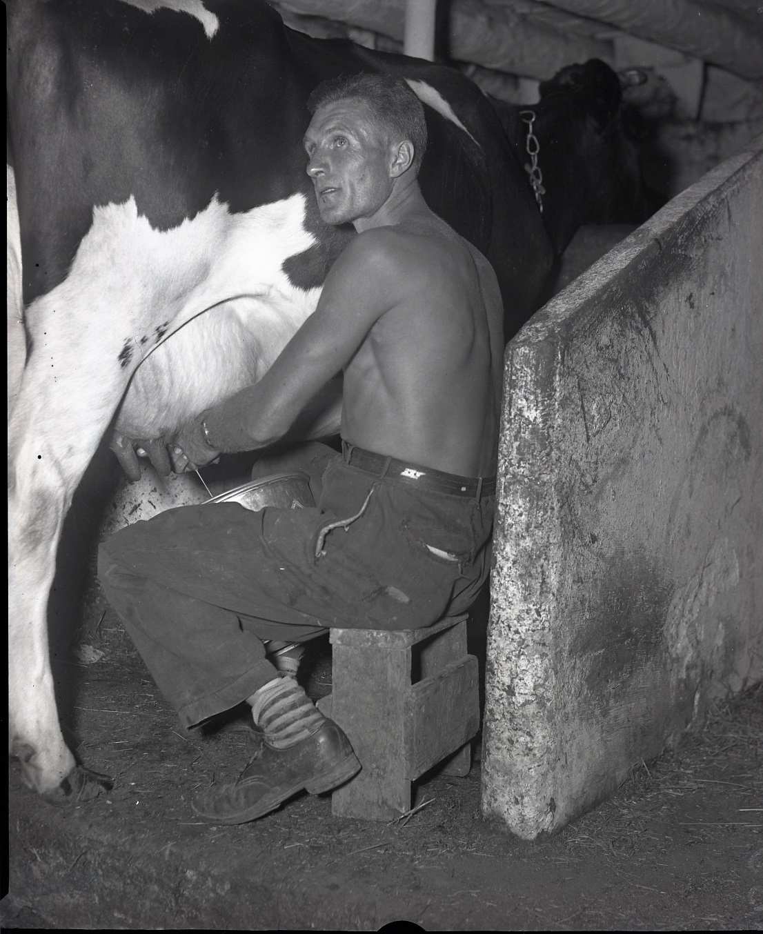 A shirtless man is sitting on a stool milking a Holstein cow.