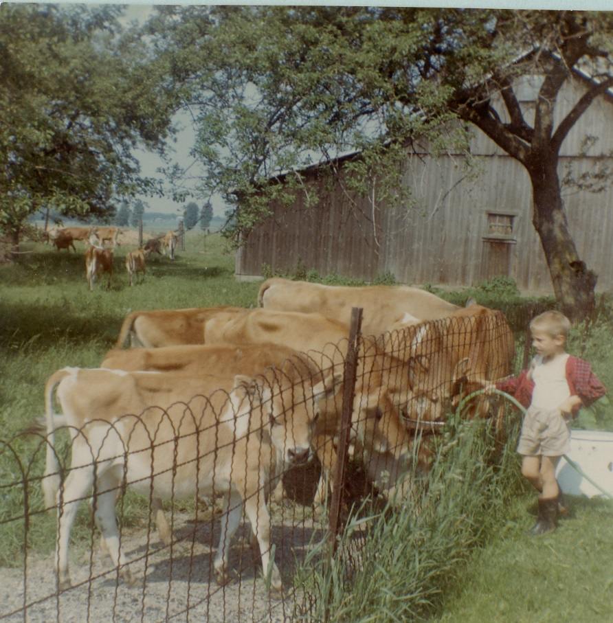 A small blonde boy is standing in front of a cow pen with a green hose, providing water to cows in a trough behind the wire pen. The boy is wearing tan shorts with black rubber boots, a white undershirt and red plaid shirt that is open. Light brown Jersey cows are gather around the trough drinking the water, a few are in the field in the background.