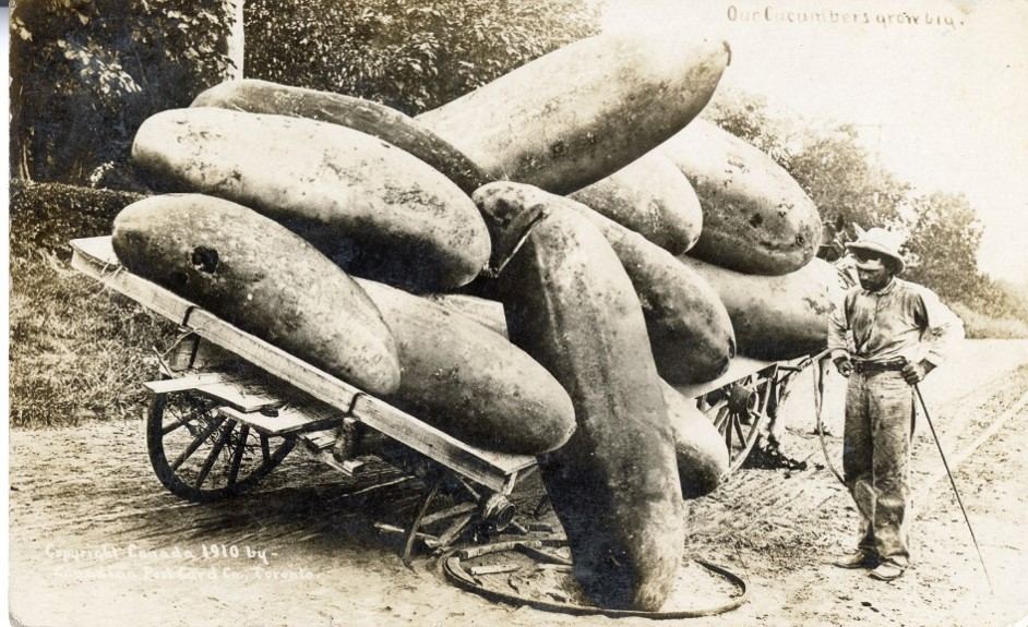 A postcard image of giant cucumber on a broken wagon with a man standing beside it. The caption reads 