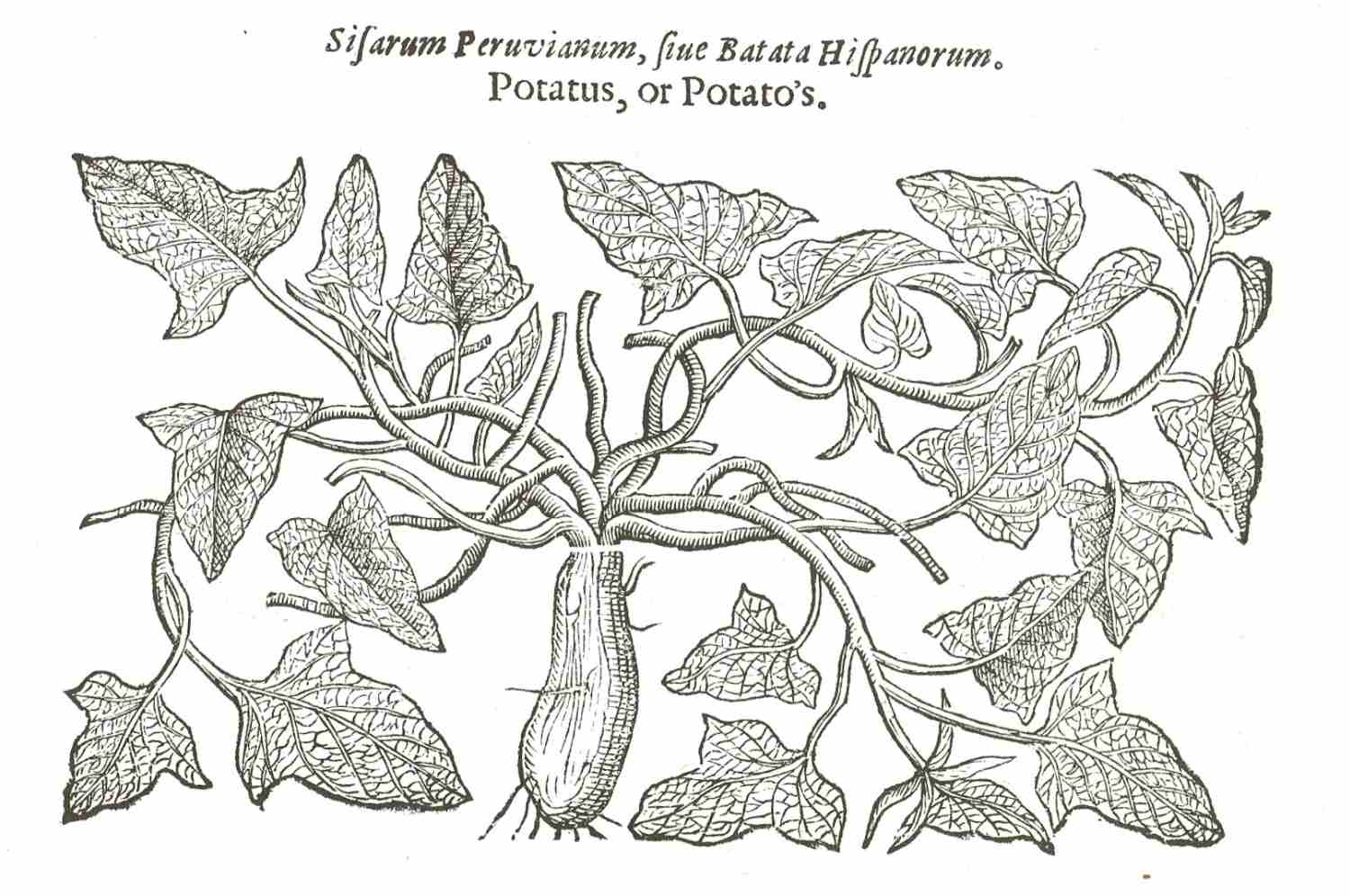 A sketch of a sweet potato plant. Text reads: 