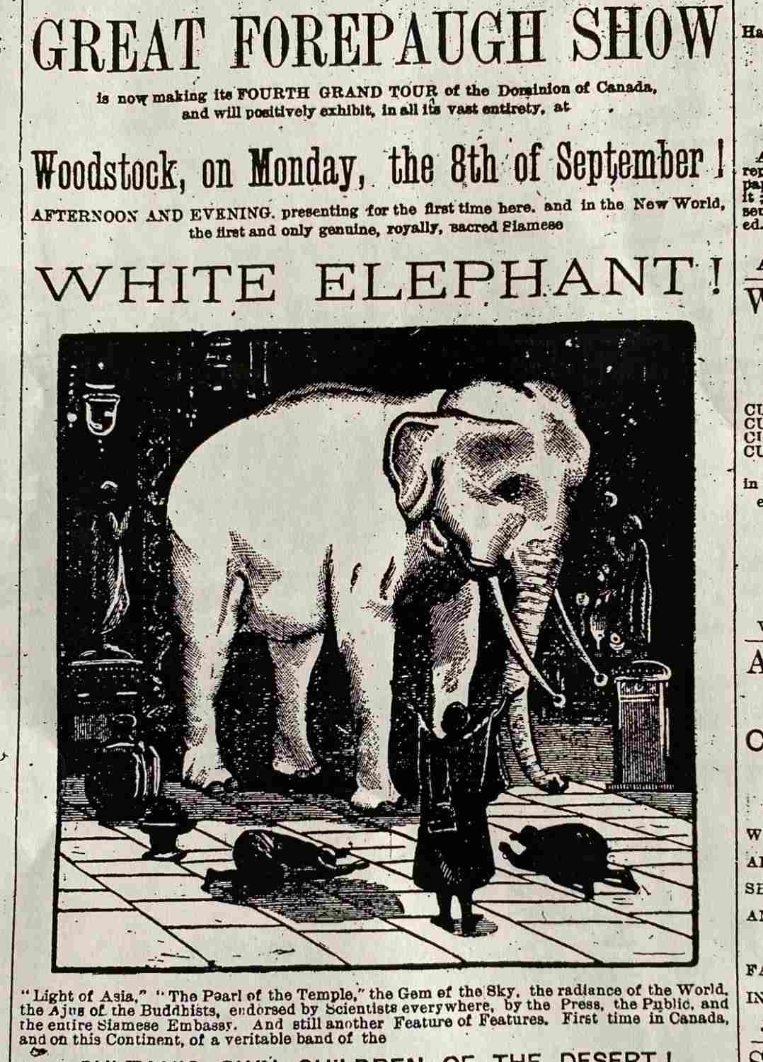 Newspaper advertisement for the Great Forepaugh Show in Woodstock for September 8, 1884 featuring a picture of a white elephant.