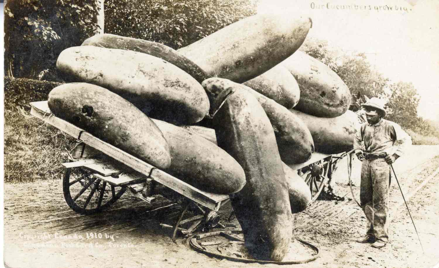 A postcard featuring an edited photo of a man standing next to a wagon filled with giant cucumbers.