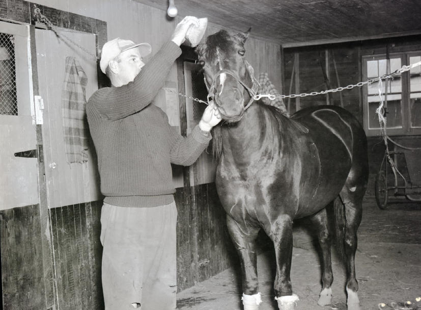 Man brushing horse in stable (COA123 1-377)