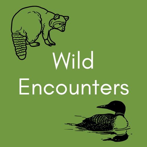 Wild encounters
