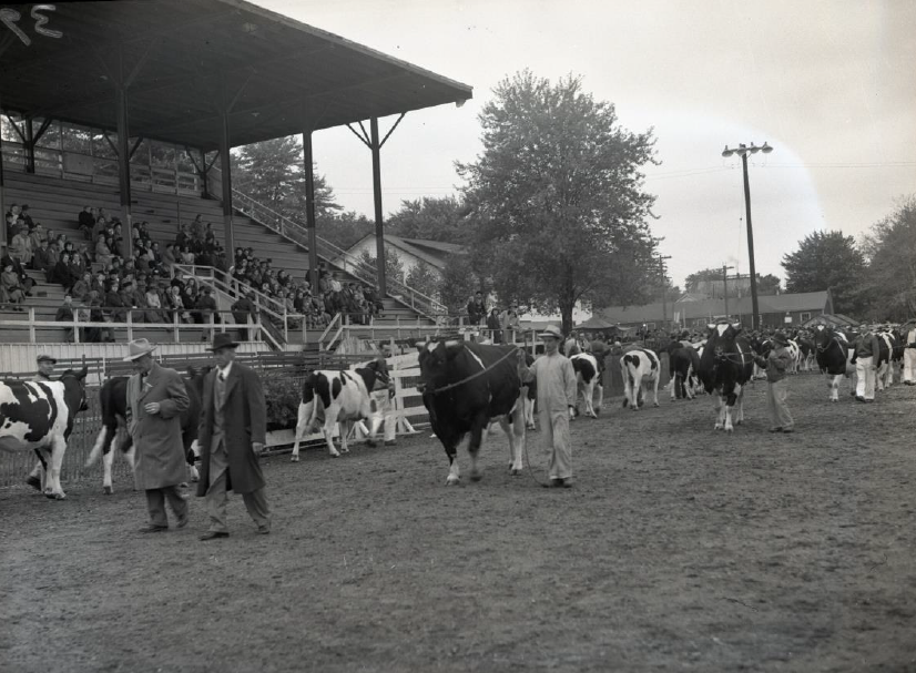 Cows on parade in front of grandstand at Woodstock fairgrounds (COA123 1-162)