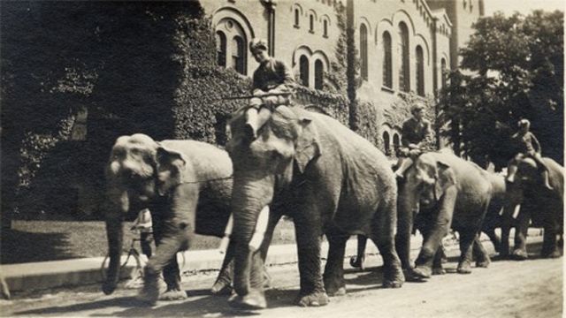 Ringling Brothers Circus travelling past Knox Church in Woodstock in 1913. Men are riding elephants as part of the parade.