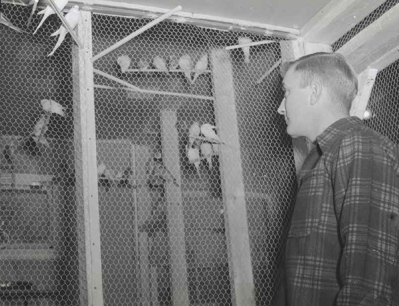 Man beside cage full of birds (COA123 1-488)